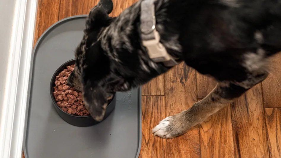 Dog eating freeze-dried vital essentials from a bowl on a gray mat on a wooden floor.